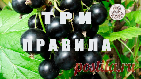 ТРИ ПРАВИЛА ЧЁРНОЙ СМОРОДИНЫ после сбора ягод! Закладываем будущий УРОЖАЙ! после сбора чёрной смородины наступает самый важный этап - закладка урожая следующего года! А вот три простых правила правильного ухода за ягодником - в этом...