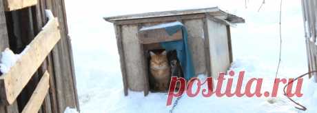 Зимняя будка для собаки своими руками: как недорого сделать тёплый вольер Утепленная капитальная будка для собаки своими руками. Быстро и качественно