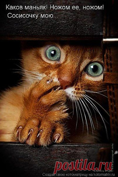 Юлия-Клиона — «котоюмор, котоматрица, кошки» на Яндекс.Фотках