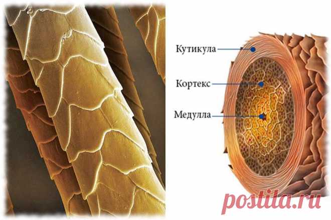 Почему волосяные луковицы перестают вырабатывать меланин? Это может быть следствием каких-либо аутоиммунных заболеваний (например, гиперфункции щитовидной железы) или врожденного синдрома. Бывает, что виновники – неблагоприятные факторы, такие как нехватка микроэлементов или нервное перенапряжение.