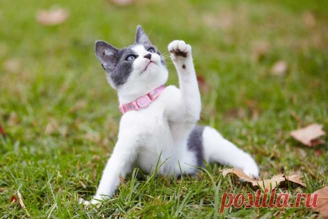 Почему котики такие милые (с научной точки зрения)? Сайт о животных