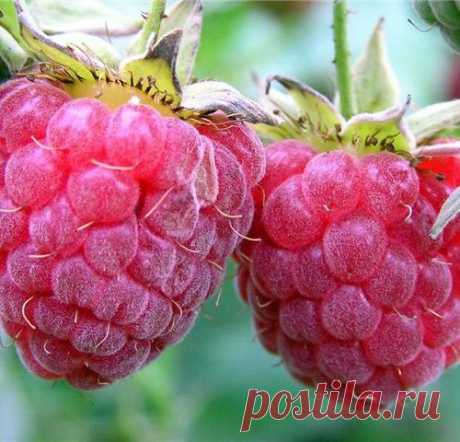 Реанимируем старый малинник
