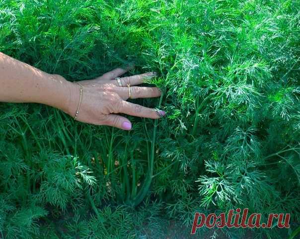ОБЯЗАТЕЛЬНАЯ ПОДКОРМКА УКРОПА, ЧТОБЫ РОС ПЫШНЫМ И АРОМАТНЫМ