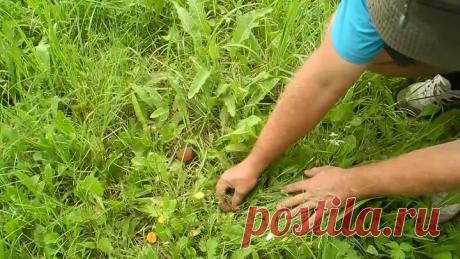 Как вырастить много белых грибов на своем участке (результат)