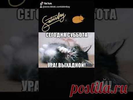 Позитивчик. ДОБРОЕ УТРО СУББОТЫ.! #доброеутро​
