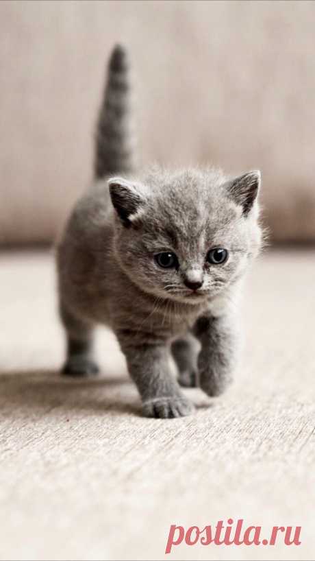 Kitten wallpaper for your iPhone from Everpix