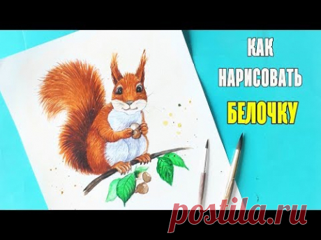 Как нарисовать БЕЛОЧКУ / Рисуем поэтапно белку | Art School