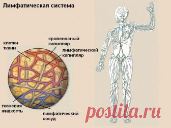 Лимфатическая система, о чем не знают 90% врачей