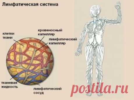 Лимфатическая система, о чем не знают 90% врачей
