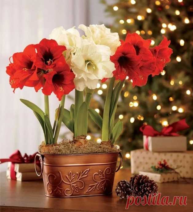 КАК ИЗБАВИТЬСЯ ОТ МОШЕК НА ЦВЕТАХ