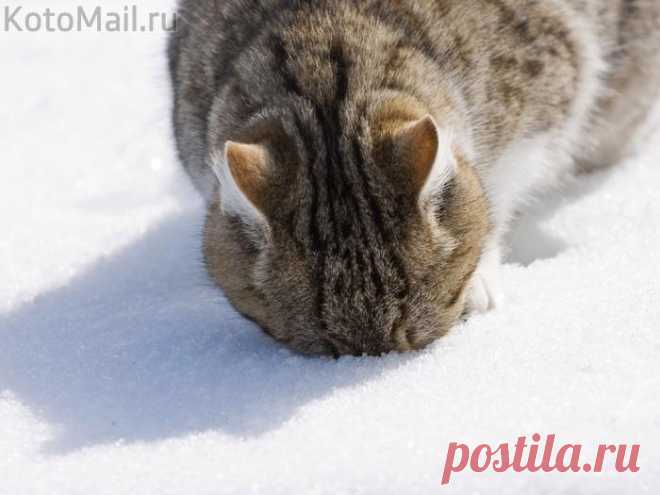 Весна, ты где?!