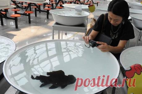 Конкурс золотых рыбок в Китае