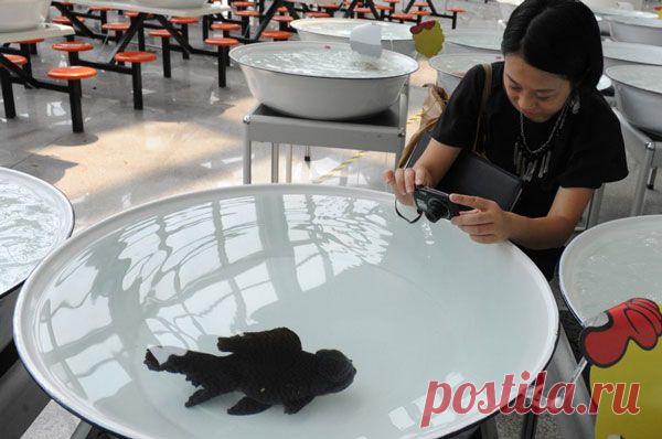 Конкурс золотых рыбок в Китае