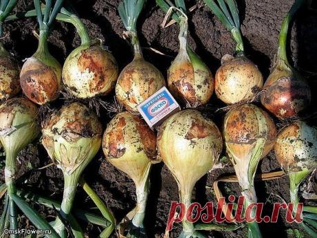 (99) Одноклассники