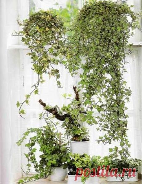 Фен-шуй для здоровья / Мистика