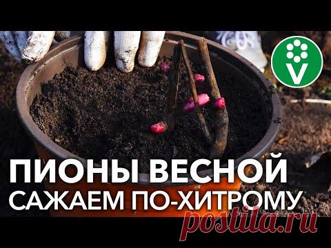 ПОСАДКА ПИОНОВ ВЕСНОЙ: если нельзя, но очень хочется