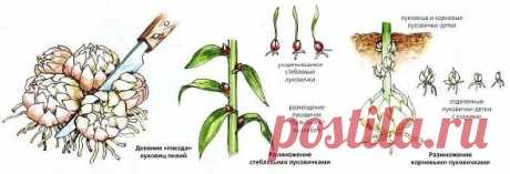Одноклассники