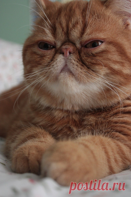 Churchill aka Big Kahuna | alexandra &amp; pep | Flickr