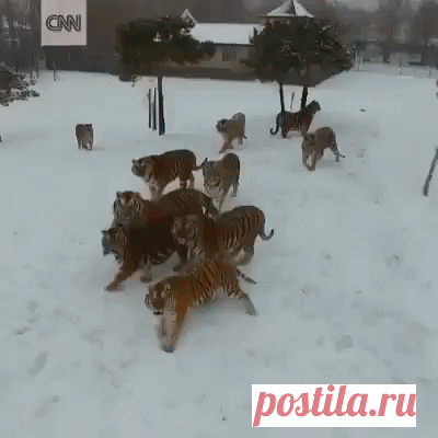 (49) Одноклассники