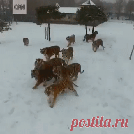 (49) Одноклассники