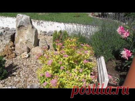 Лето ИЮЛЬ ДАЧА. Новая прогулка Новые цветы-ягоды.