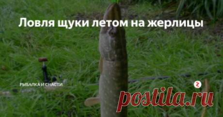 Ловля щуки летом на жерлицы Ловля щуки летом на жерлицы довольно простая и требует лишь живцов. Ну, а теперь немного о самой снасти и её принципе работы. Если говорить о простейшем варианте снасти, то достаточно срезать рогатку в прибрежном кустарнике, провялить её на солнце, намотать «восьмёркой» леску, привязать вертлюжок с застёжкой и присоединить металлический поводок с крючком. Останется только прожечь или просверлить о