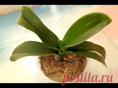 Реанимация орхидеи фаленопсиса от А до Я. Все тонкости и нюансы