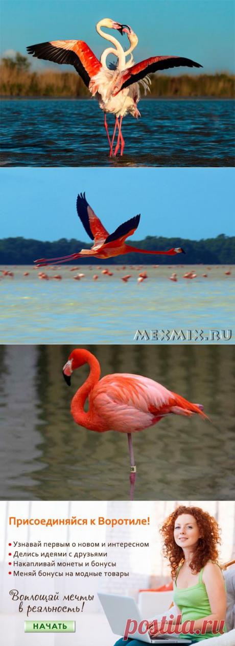 Фламинго - райская птица — Воротила