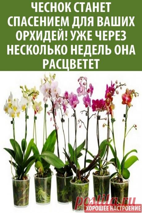Чеснок станет спасением для ваших орхидей! Уже через несколько недель она расцветет