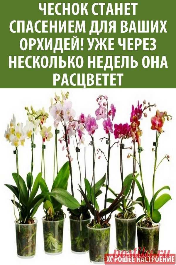 Чеснок станет спасением для ваших орхидей! Уже через несколько недель она расцветет