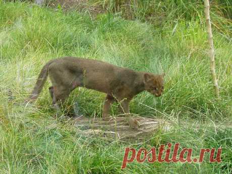 Музей исцеляющих кошек-фото №19