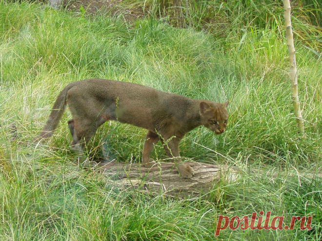 Музей исцеляющих кошек-фото №19