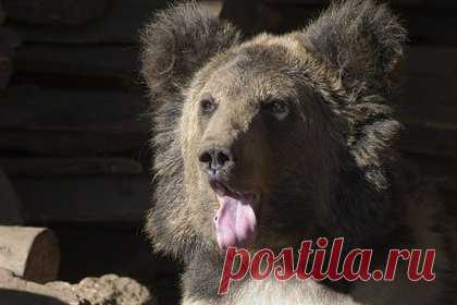 Медведь забрался в российскую школу