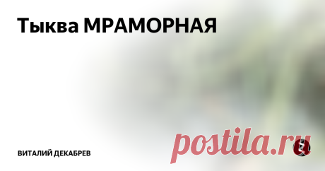 Тыква МРАМОРНАЯ Рубрика "Что посадить на даче".
Между молодыми деревьями в саду посадил тыкву, это сорт МРАМОРНАЯ. В этом сезоне урожайность этой тыквы оставляет желать лучшего, обычно плоды гораздо крупнее. МРАМОРНАЯ хранится очень долгое время и невероятно сладкая.
Богатых вам урожаев, красивого и цветущего сада!
Друзья! Подписывайтесь на мой канал: https://www.youtube.com/c/ВиталийДекабрев