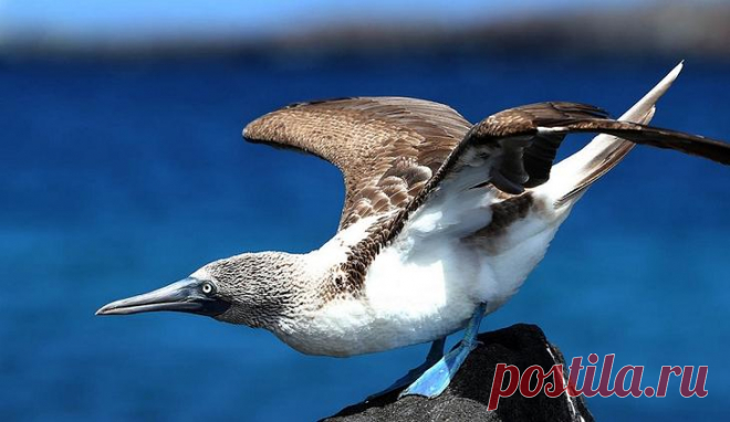 Необычная птица голубоногая олуша