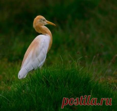 Фотографии — National Geographic Россия