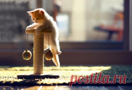 HD wallpaper - Cats - cat, sun, kitten, Ben Torode, toys, carpet, Hannah, plays - 2048x1400