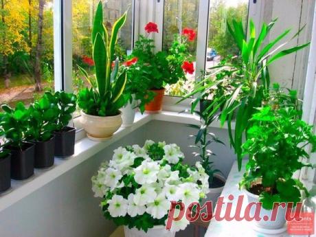 Чем подкармливать комнатные растения?