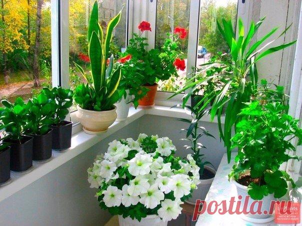 Чем подкармливать комнатные растения?