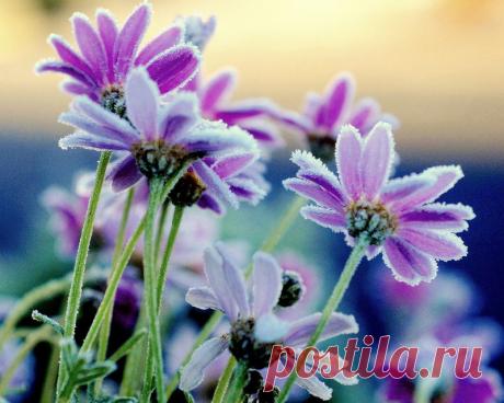 В объятиях инея-фотографии природы, застигнутой зимой врасплох