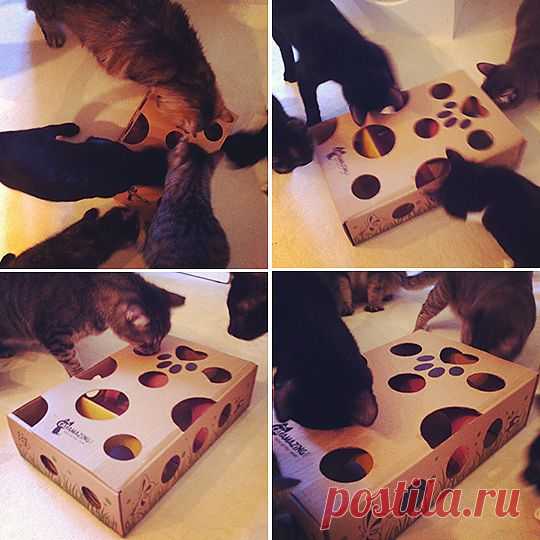 Cat Amazing Puzzle Toy For Cats — hauspanther