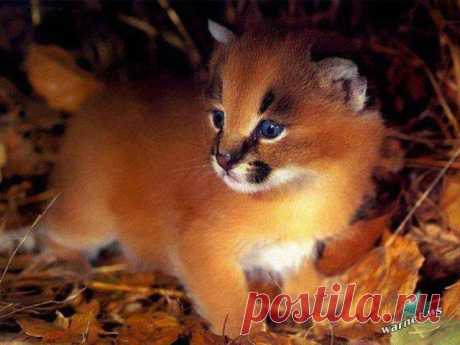 Большие кошки