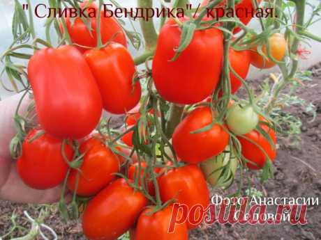 Томат Сливка Бендрика: описание сорта, отзывы, фото, характеристика | tomatland.ru