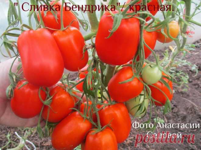 Томат Сливка Бендрика: описание сорта, отзывы, фото, характеристика | tomatland.ru