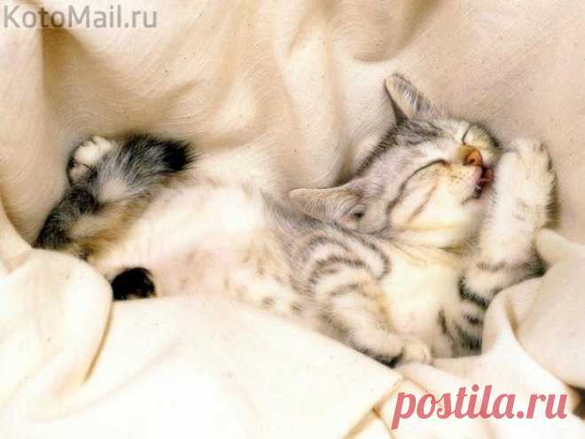 Как хорошо лежать! В постельке утром в выходной...