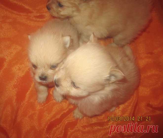 рыжики шпицы 1 месяц