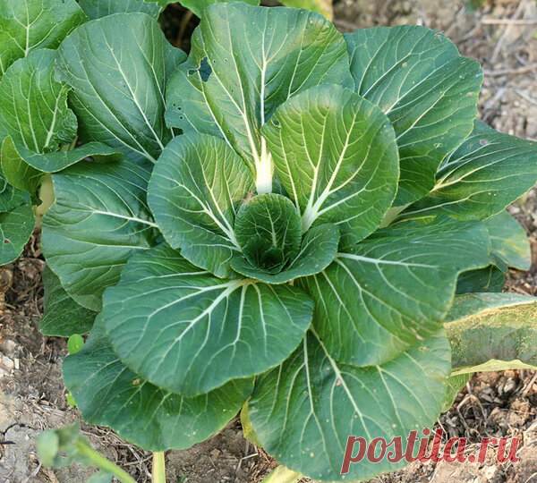 На капусте начинает завязываться вилок? Пора ее подкормить! | Наша Дача | Яндекс Дзен