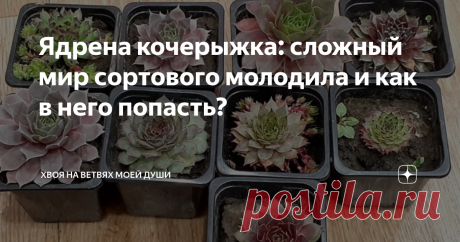 Ядрена кочерыжка: сложный мир сортового молодила и как в него попасть? Статья автора «Хвоя на ветвях моей души» в Дзене ✍: Жизнь подмосковного садовода не легка) Тут вам и лютая зима, и всевозможные неприятности в теплый сезон, и недостаток солнца.