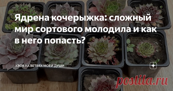 Ядрена кочерыжка: сложный мир сортового молодила и как в него попасть? Статья автора «Хвоя на ветвях моей души» в Дзене ✍: Жизнь подмосковного садовода не легка) Тут вам и лютая зима, и всевозможные неприятности в теплый сезон, и недостаток солнца.