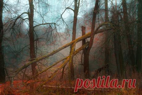 Старый лес — National Geographic Россия